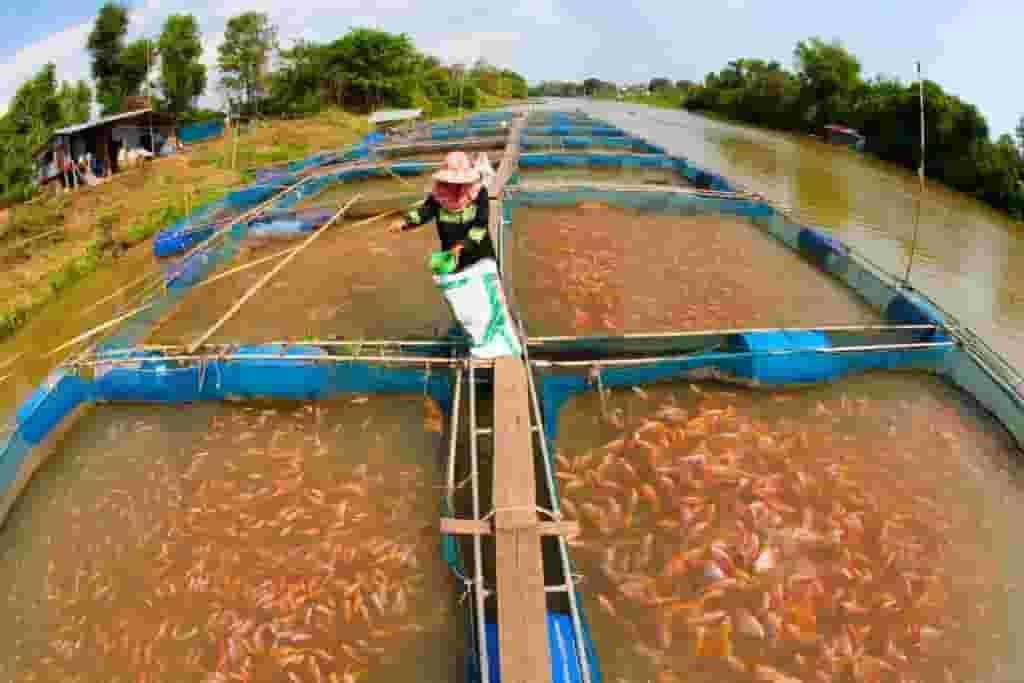 Another Term For Fish Farming